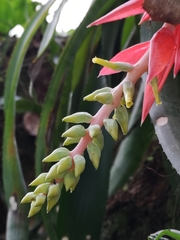 Aechmea nudicaulis image