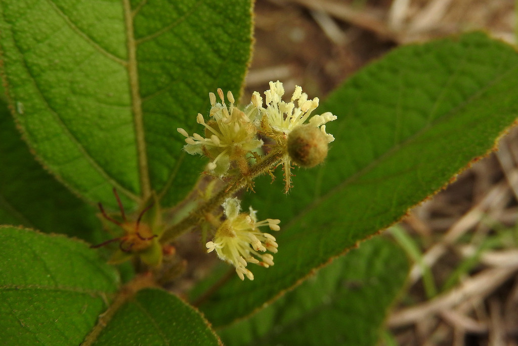 Croton crassifolius (Croton crassifolius)
