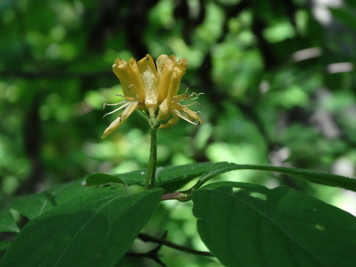 Lonicera chrysantha