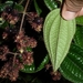 Miconia australis - Photo (c) Marcos Silveira, all rights reserved, uploaded by Marcos Silveira