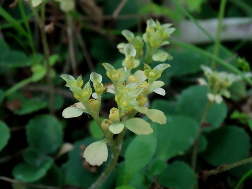 Chrysosplenium pilosum Maxim.
