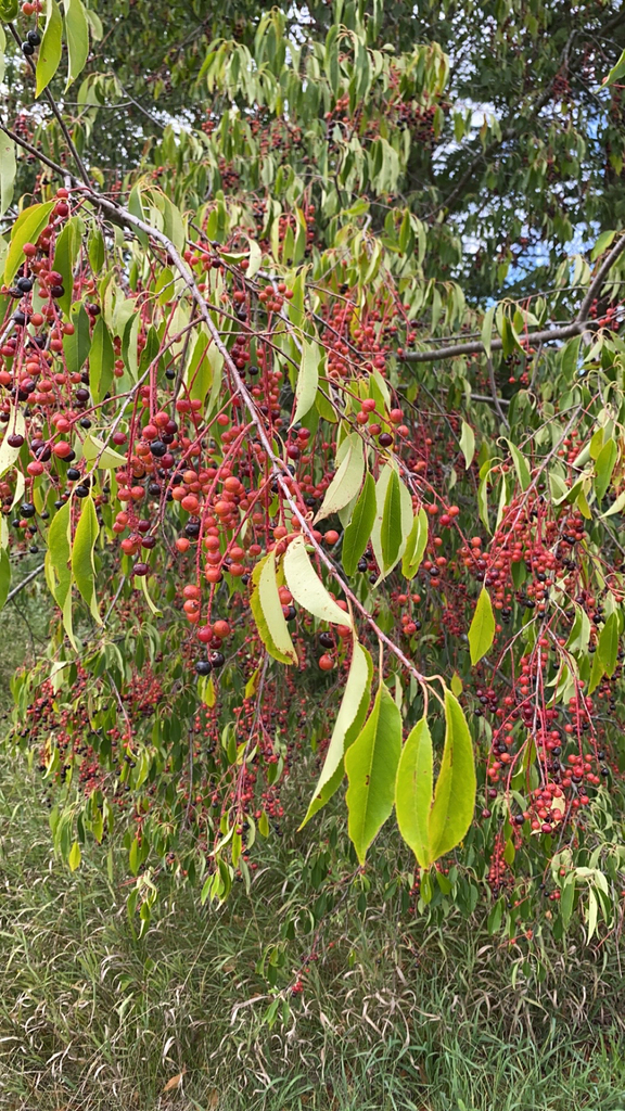 Plums Cherries And Allies From Oconomowoc On August At Pm By Annie