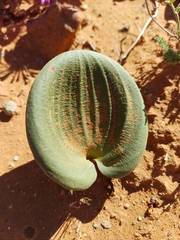 Eriospermum capense - Photo (c) OhnaW, todos los derechos reservados, subido por OhnaW