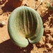 Eriospermum capense - Photo 由 OhnaW 所上傳的 (c) OhnaW，保留所有權利