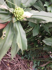 Costus guanaiensis image