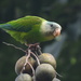 Gray-cheeked Parakeet - Photo (c) Andy Ruiz, all rights reserved, uploaded by Andy Ruiz