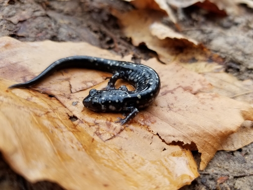 Louisiana Slimy Salamander