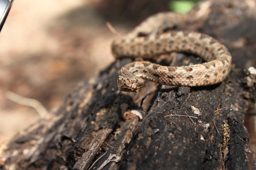 Dunn's Hognose Viper
