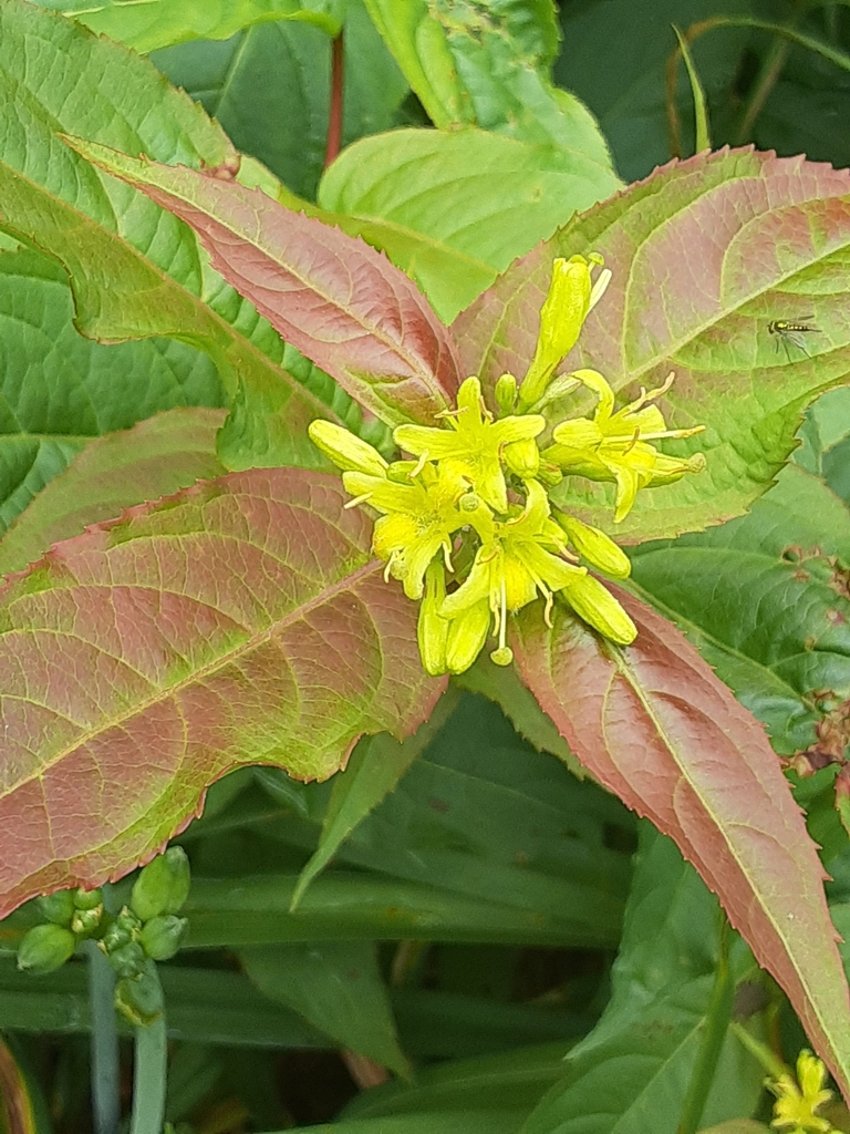 northern bush honeysuckle from Groesbeck, OH, USA on June 21, 2023 at