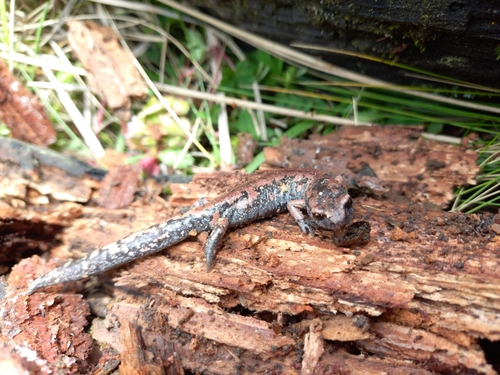 Morelos False Brook Salamander