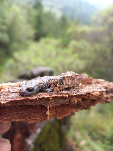 Morelos False Brook Salamander
