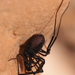 Ischyropsalis adamii - Photo (c) isawe, all rights reserved, uploaded by isawe