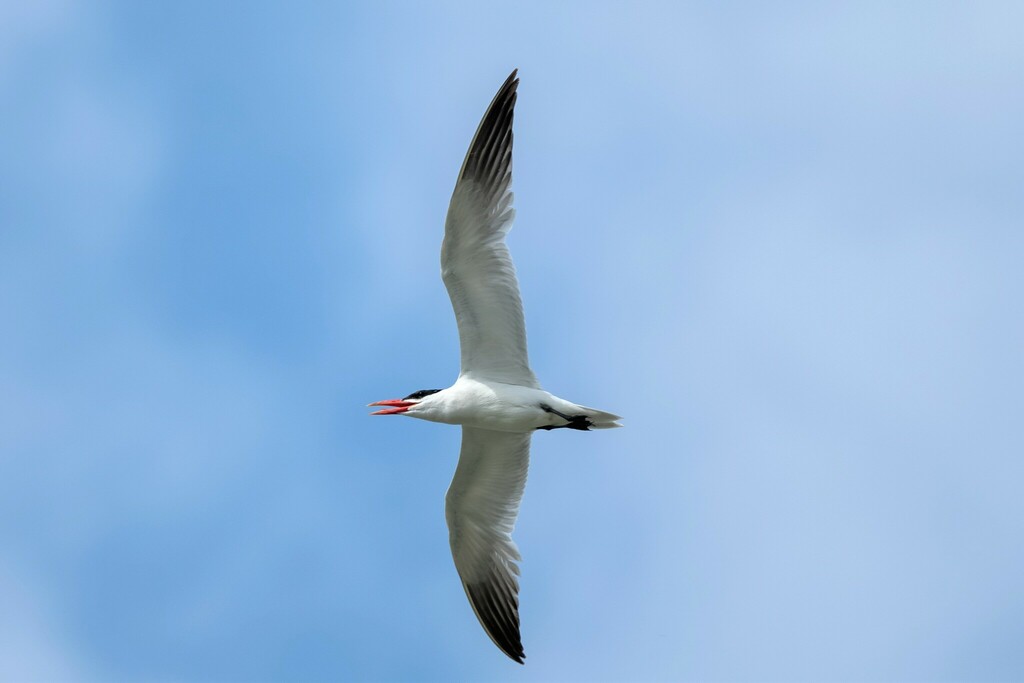 Caspian Tern from Capitol Beach, Lincoln, NE, USA - Capital Beach on ...