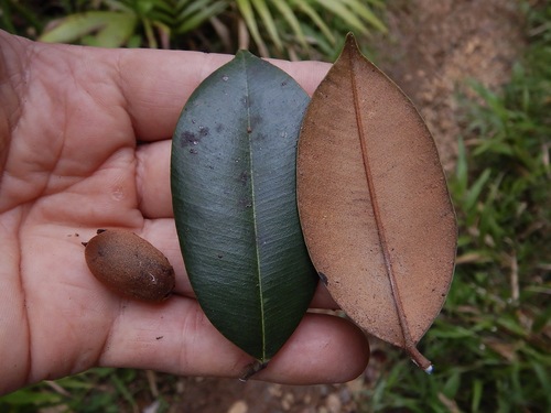 Micropholis guyanensis (A. DC.) Pierre