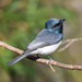 Leaden Flycatcher - Photo (c) nick_rogers, all rights reserved