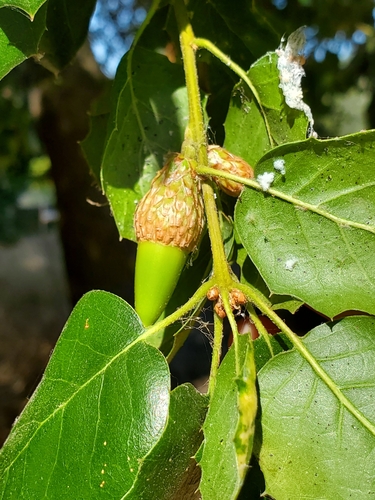 Coast Live × Interior Live Oak