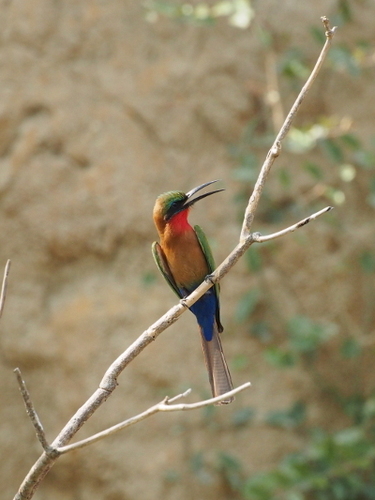 Red-throated Bee-eater