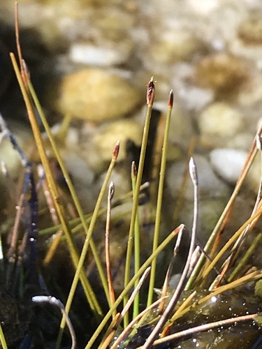 Eleocharis elongata · iNaturalist