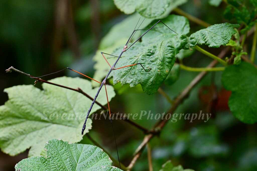 branchlet stick-insects from 中国四川省成都市大邑县 on August 12, 2023 at 12:21 PM ...