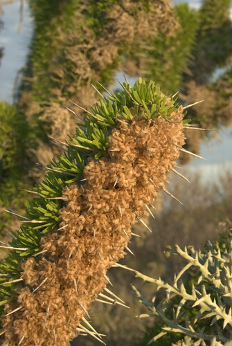 Madagascar Octopus Tree