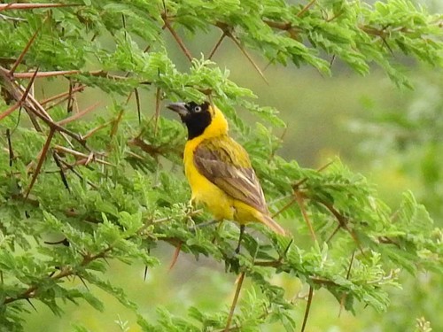 Lesser Masked Weaver
