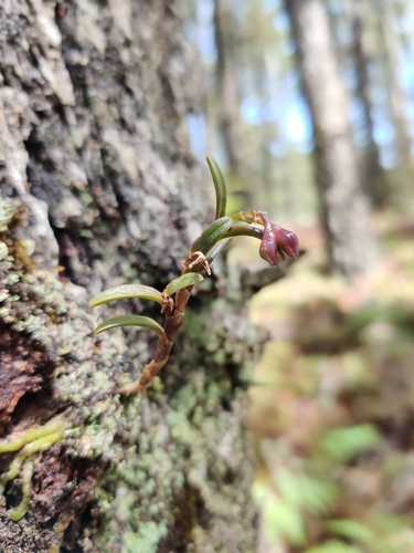 Epidendrum annabellae