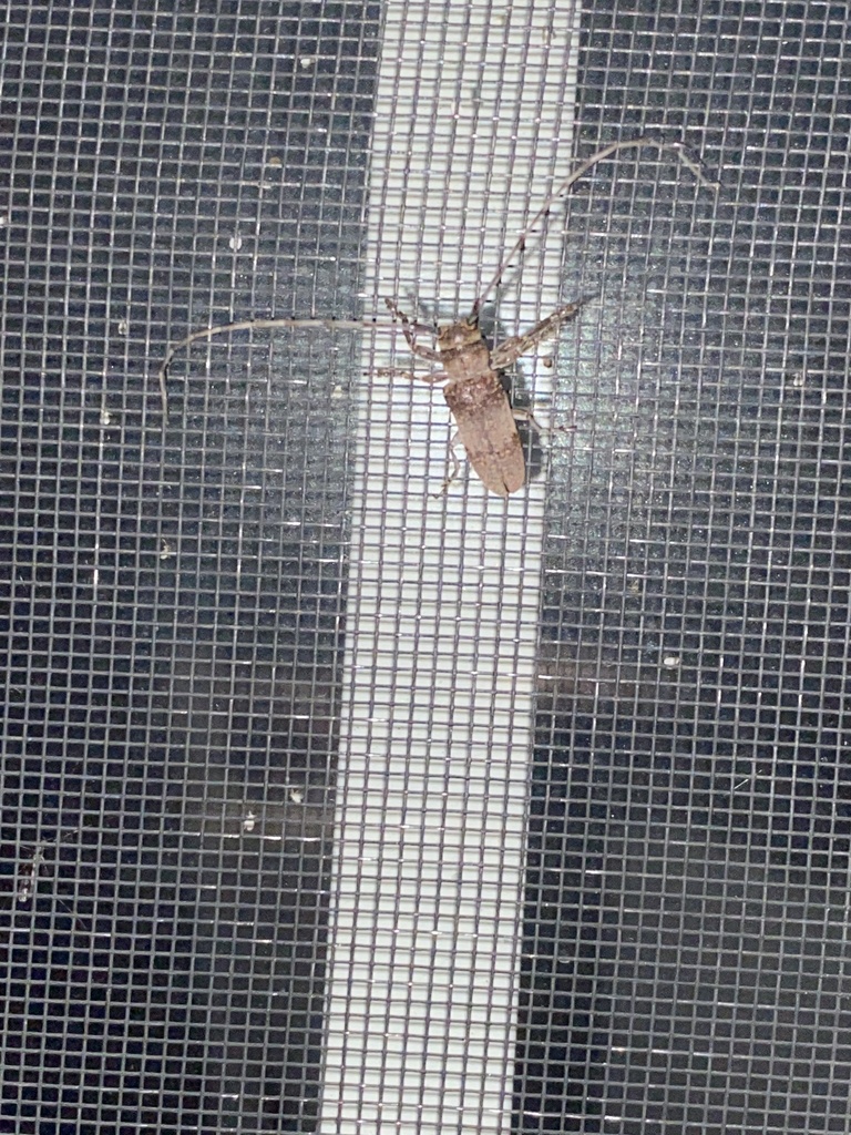 Twig Girdler from Mountside Dr, North Augusta, SC, US on August 26, 2023 at 1214 AM by Burns