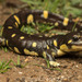 California Tiger Salamander - Photo (c) spencer_riffle, all rights reserved