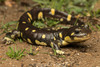 Mole Salamanders - Photo (c) spencer_riffle, all rights reserved, uploaded by spencer_riffle