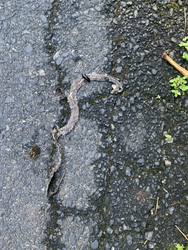 Japanese Keelback in August 2023 by R. Reed McClure · iNaturalist