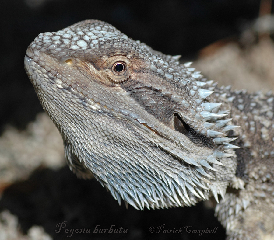 Eastern bearded dragon - Wikipedia