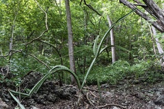 Acanthocereus tetragonus image