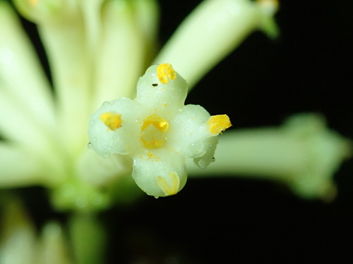 Daphnopsis grandis image