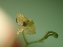 Platystele pubescens image