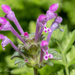 Henbit Deadnettle - Photo (c) hchuang, all rights reserved, uploaded by hchuang