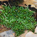 Abrotanella pusilla - Photo (c) David Lyttle, all rights reserved, uploaded by David Lyttle