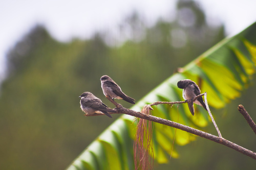 Madagascar Martin