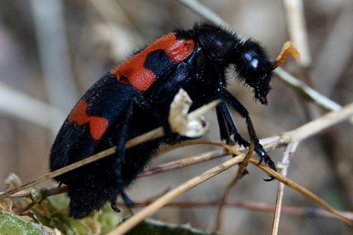Hycleus senegalensis