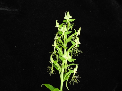 Habenaria arietina (Habenaria arietina)