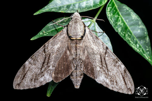 Plain grey hawkmoth