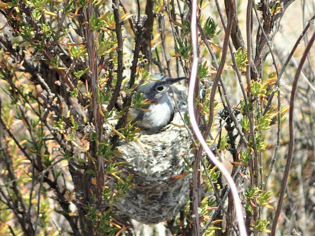 California Gnatcatcher From Riverside County CA USA On May 18 2018   Large 