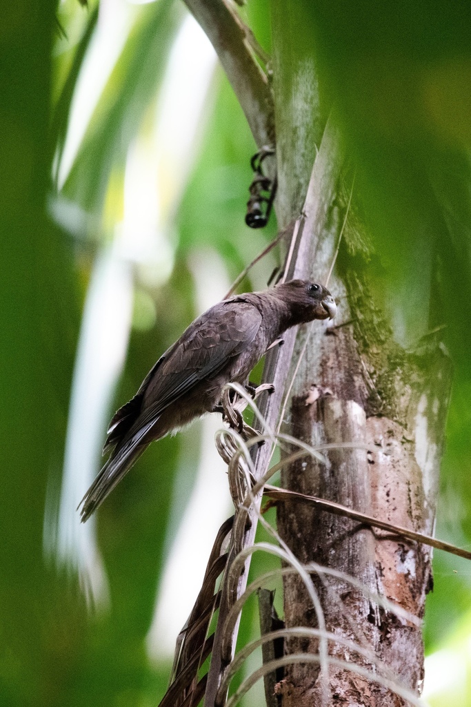 Seychelles Parrot (Coracopsis barklyi) photo