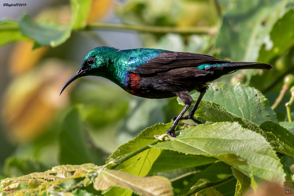 Banded Sunbird photo