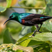Purple-banded Sunbird - Photo (c) Rogério Ferreira, all rights reserved, uploaded by Rogério Ferreira