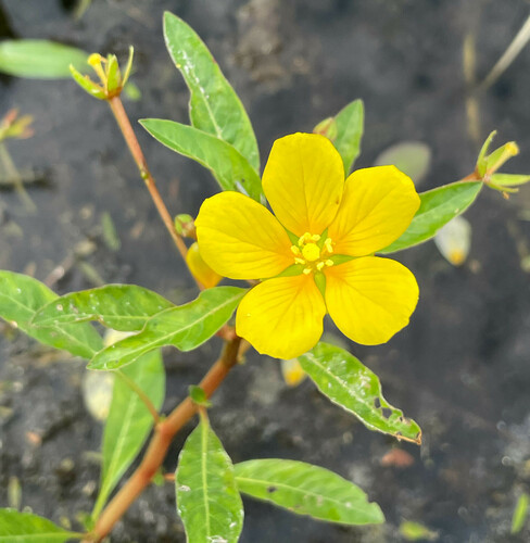 Ludwigia peploides (Kunth) P.H.Raven