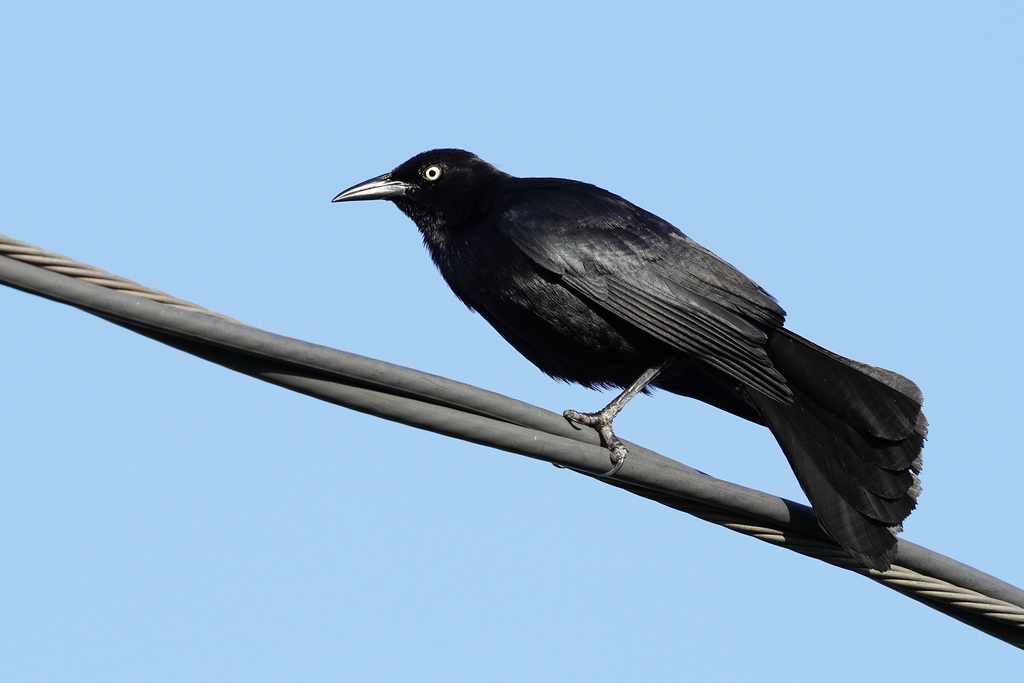 Greater Antillean Grackle from Luquillo, 00773, Puerto Rico on May 29 ...