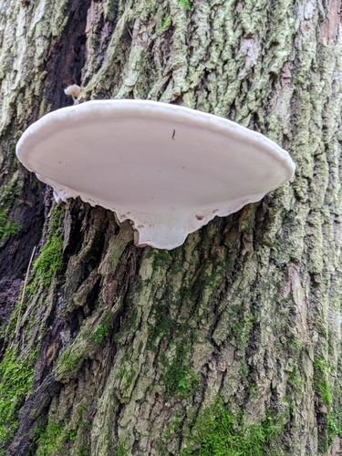 Plokščiasis blizgutis nuotrauka