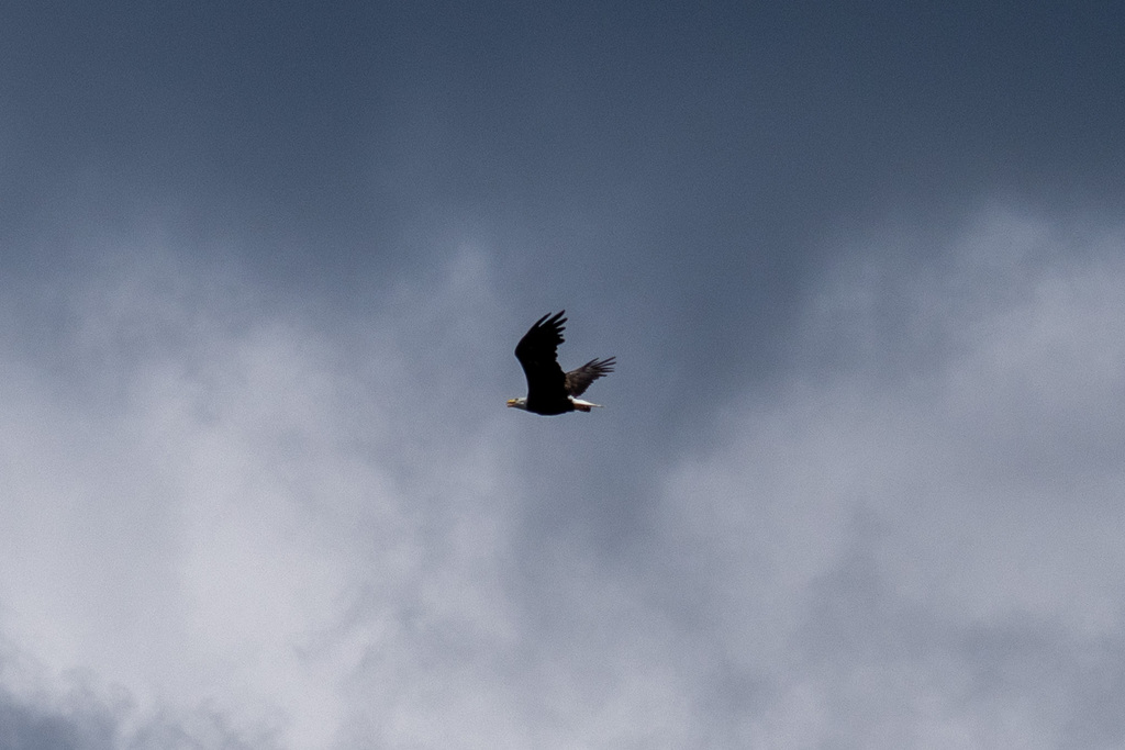 Bald Eagle from Woodbridge, VA 22191, USA on August 26, 2023 at 09:03 ...