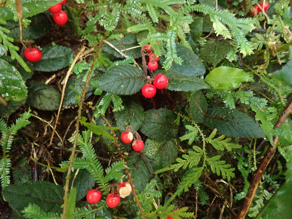 Ardisia maclurei (Ardisia maclurei)