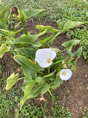 Zantedeschia aethiopica image